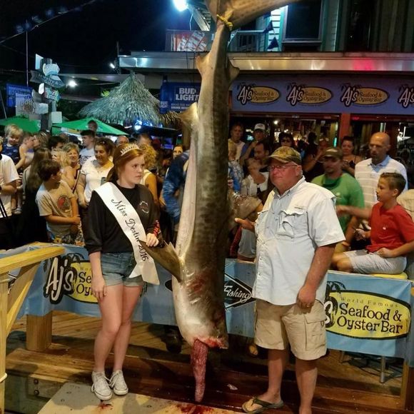 Meet your Posher, Daniel - Picture 1 of 1